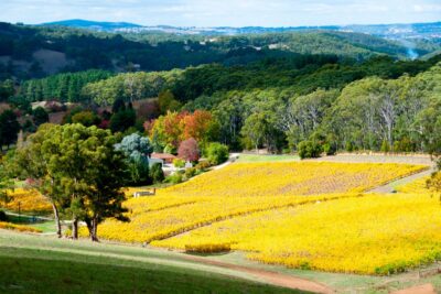 Vineyard in Adelaide Hills South Australia
